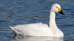 Swan mali
